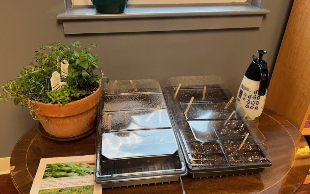 nehtn-seed-propagation-20251119-002